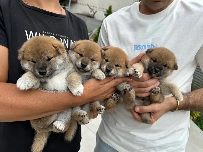 Four adorable Shiba Inu puppies at Kolgerhouse Kennel