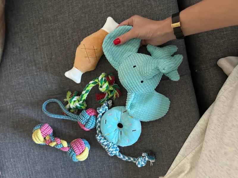 Puppy supplies and toys ready for new Shiba Inu arrival