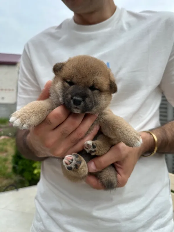 Yukki the Shiba Inu puppy - our journey begins