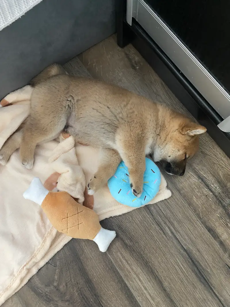 Yukki the Shiba Inu puppy sleeping on his first night at new home