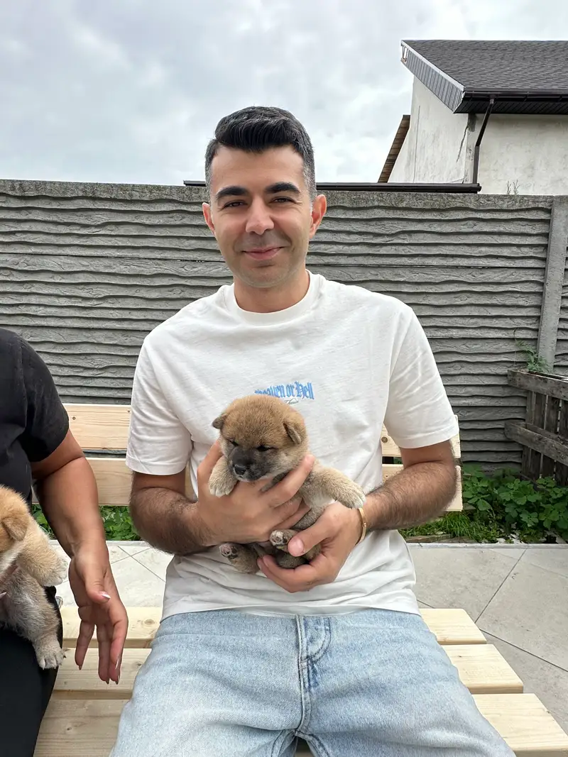 Yukki the Shiba Inu puppy portrait - calm and observant