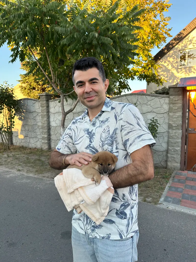 Yukki the Shiba Inu puppy sleeping peacefully wrapped in a blanket during car ride home
