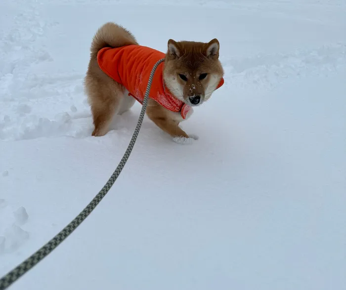 Yukki the Shiba Inu puppy wearing an orange jacket in the snow